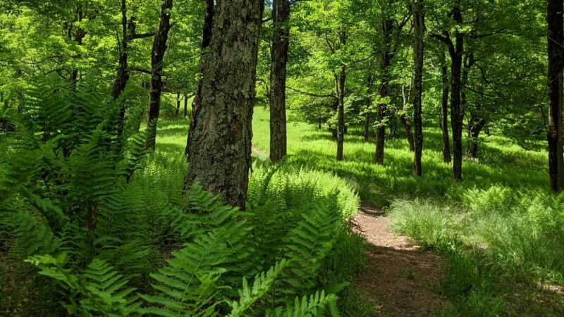 Taconic Trail State Park - Williamstown, MA