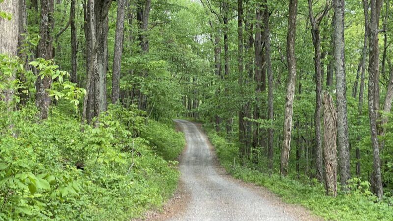Buffalo Mountain Natural Area Preserve - Willis, VA