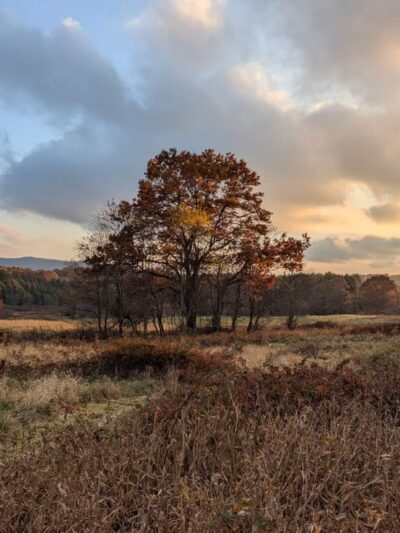 Wild Meadows - Willis, VA