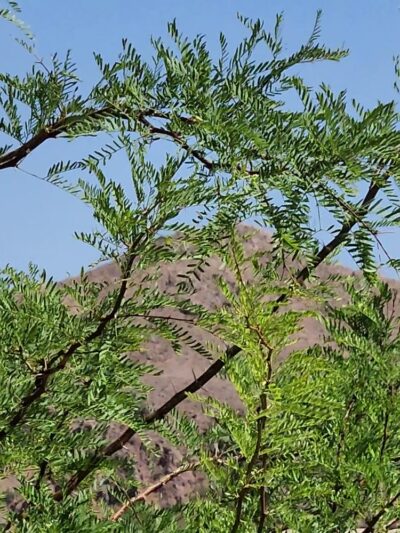 Willow Beach Picnic Area - Willow Beach, AZ