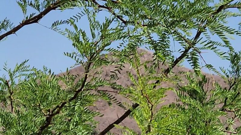 Willow Beach Picnic Area - Willow Beach, AZ