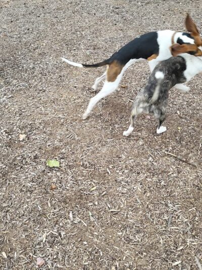 Dog park @ River Road Park - Wilmington, DE