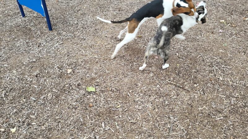 Dog park @ River Road Park - Wilmington, DE