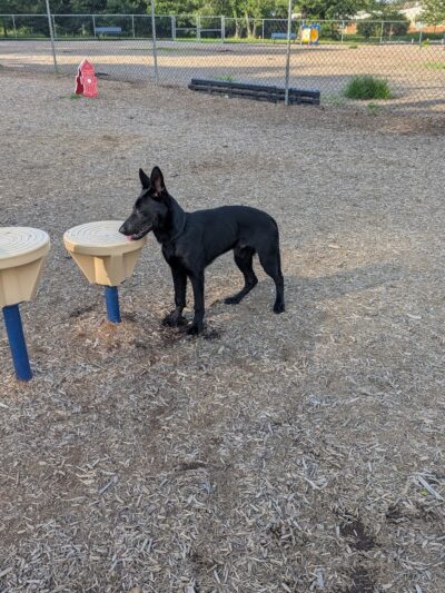 Dog park @ River Road Park - Wilmington, DE