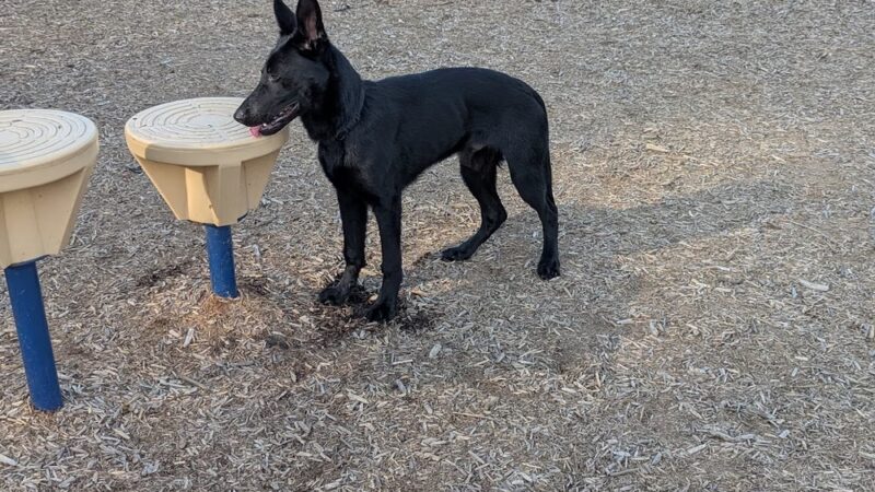 Dog park @ River Road Park - Wilmington, DE