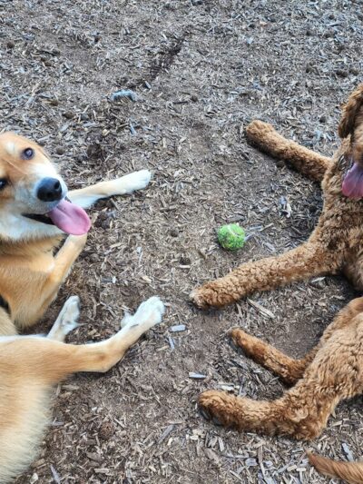 Dog park @ River Road Park - Wilmington, DE