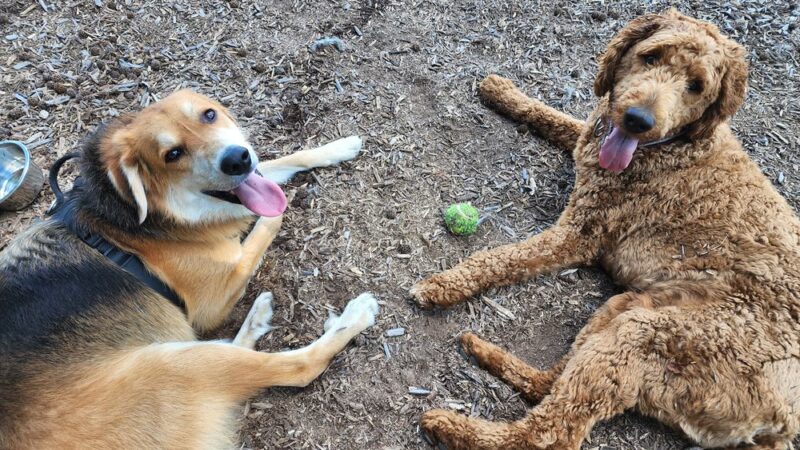 Dog park @ River Road Park - Wilmington, DE