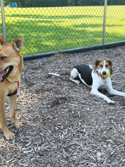 Dog park @ River Road Park - Wilmington, DE