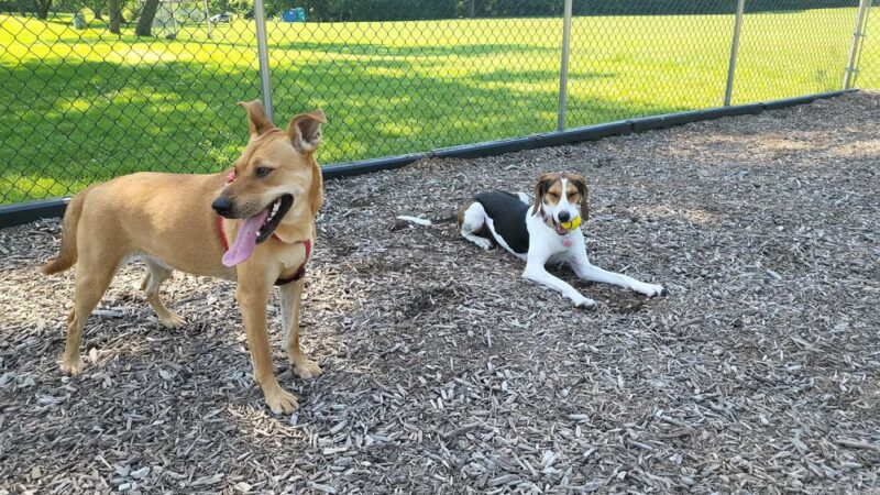 Dog park @ River Road Park - Wilmington, DE