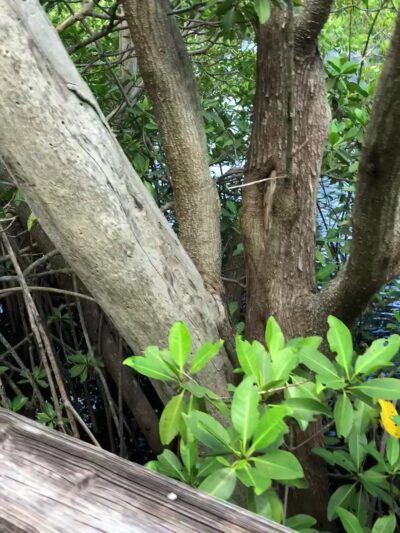 Colohatchee Park and Dog Park - Wilton Manors, FL