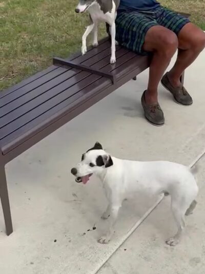 Dog Park - Wilton Manors, FL