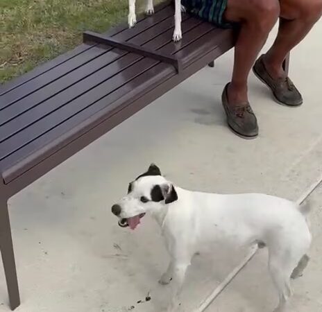 Dog Park - Wilton Manors, FL