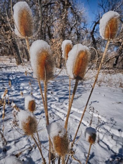 Frank State Wildlife Trailhead - Windsor, CO