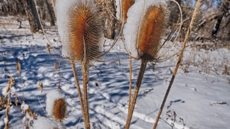 Frank State Wildlife Trailhead - Windsor, CO