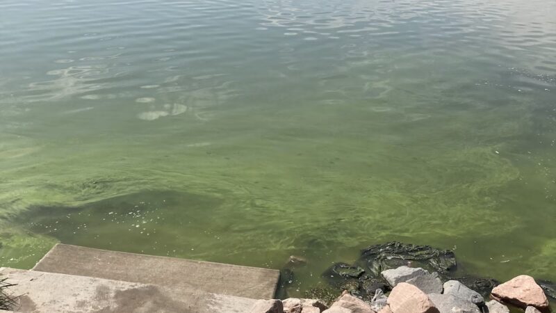 Windsor Lake Dog park - Windsor, CO