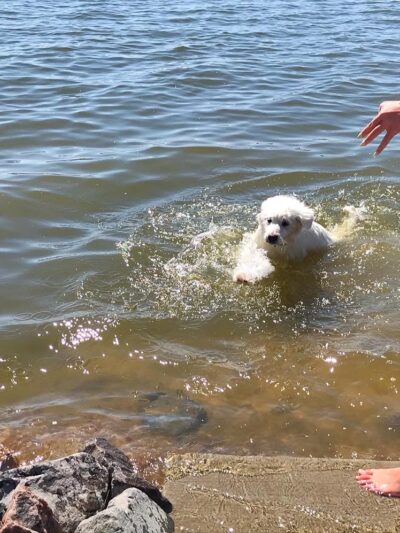 Windsor Lake Dog park - Windsor, CO