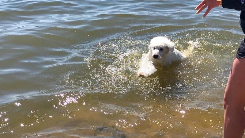 Windsor Lake Dog park - Windsor, CO