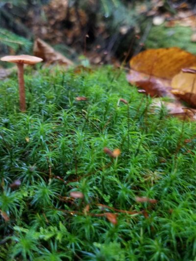 Windsor Jambs - Windsor, MA