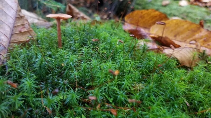 Windsor Jambs - Windsor, MA