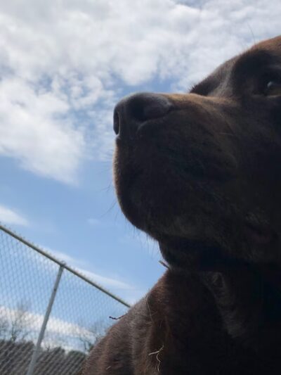 Stay & Play Pet Care - Windsor, NY