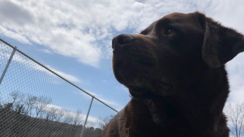 Stay & Play Pet Care - Windsor, NY