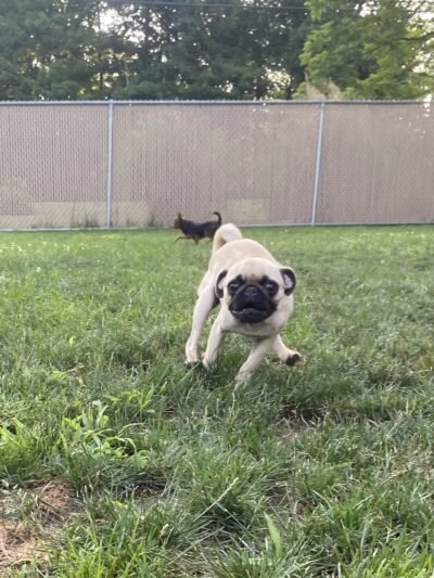 Stay & Play Pet Care - Windsor, NY