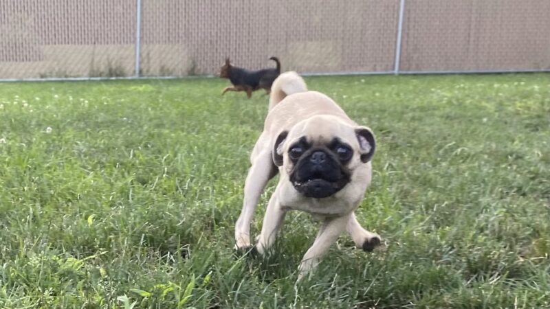 Stay & Play Pet Care - Windsor, NY