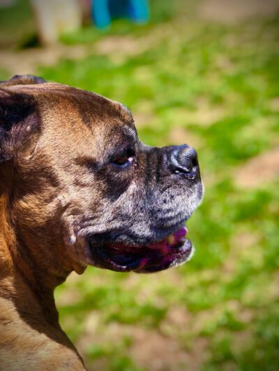 Stay & Play Pet Care - Windsor, NY