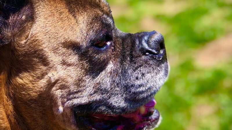 Stay & Play Pet Care - Windsor, NY