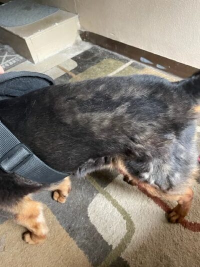 Stay & Play Pet Care - Windsor, NY