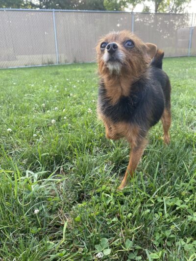 Stay & Play Pet Care - Windsor, NY