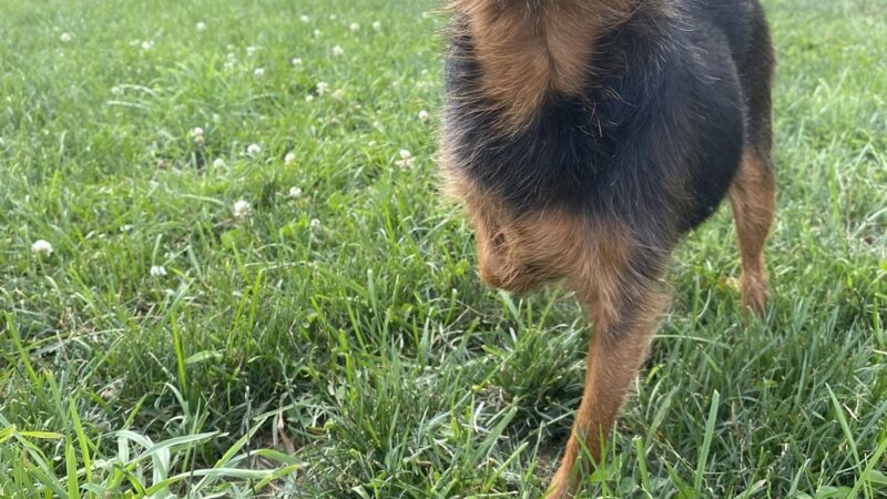 Stay & Play Pet Care - Windsor, NY