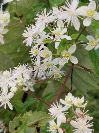 Winfield Park - Winfield, TN