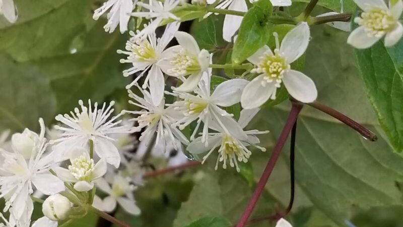 Winfield Park - Winfield, TN