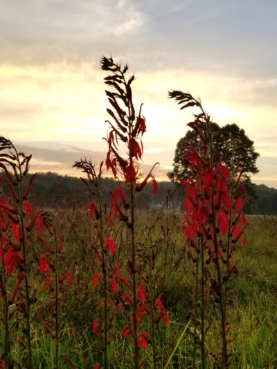 Winfield Park - Winfield, TN