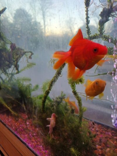 Wingdale - Wingdale, NY