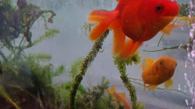 Wingdale - Wingdale, NY