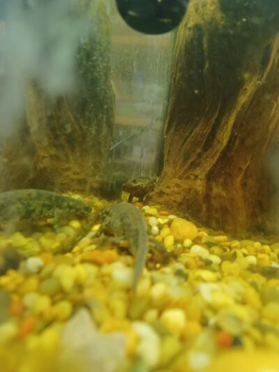 Wingdale - Wingdale, NY