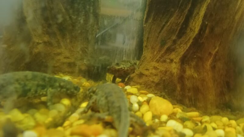 Wingdale - Wingdale, NY