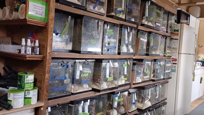 Wingdale - Wingdale, NY