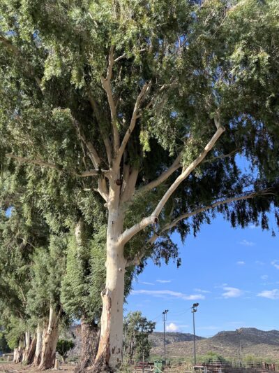 Winkleman Place Public Park - Winkelman, AZ