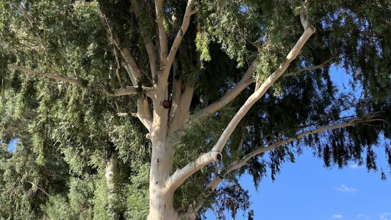 Winkleman Place Public Park - Winkelman, AZ