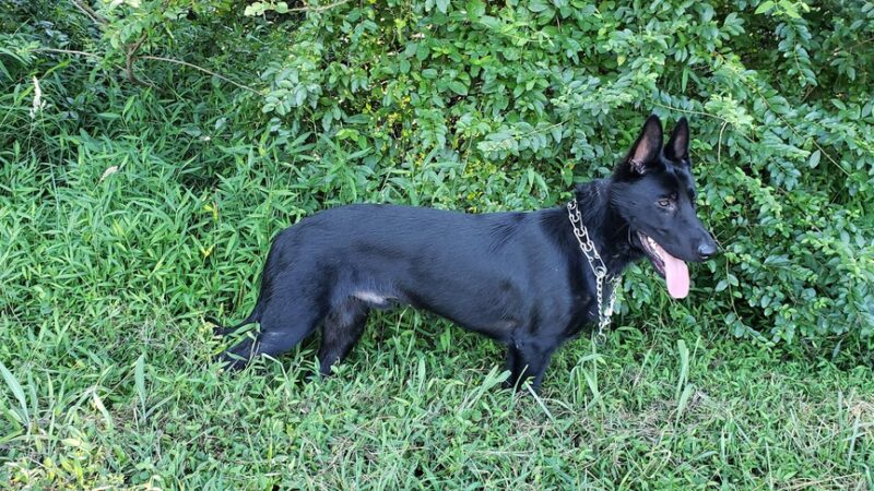 Crawford Park - Winston-Salem, NC