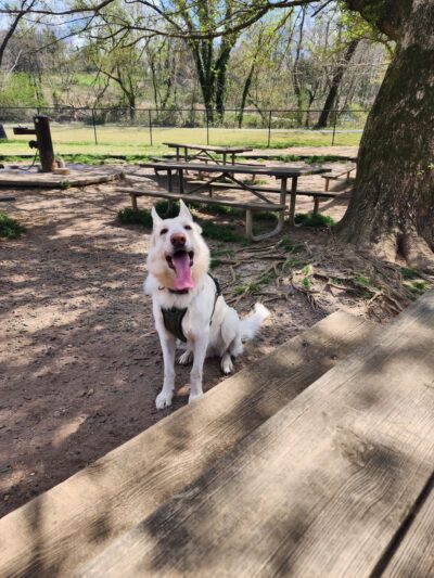 Dog Park at Washington Park - Winston-Salem, NC