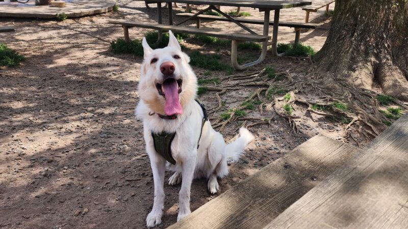 Dog Park at Washington Park - Winston-Salem, NC
