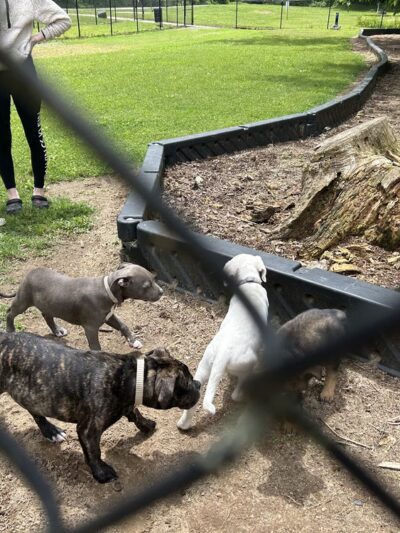Dog Park at Washington Park - Winston-Salem, NC