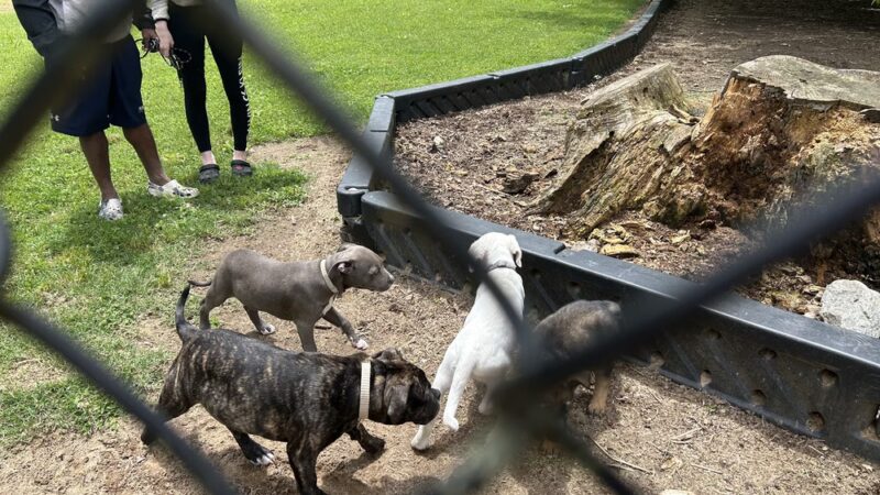 Dog Park at Washington Park - Winston-Salem, NC