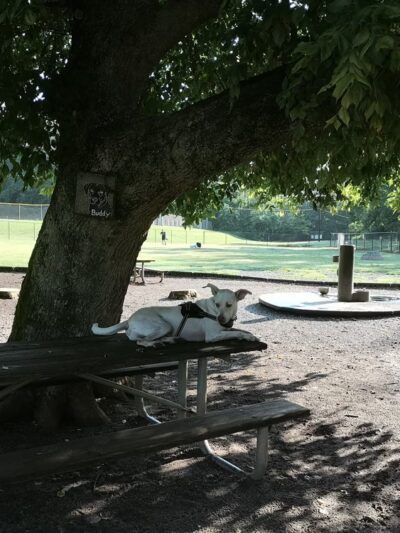 Dog Park at Washington Park - Winston-Salem, NC