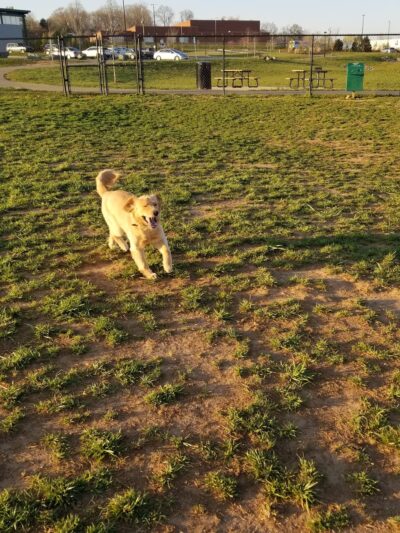 Jamison Dog Park - Winston-Salem, NC
