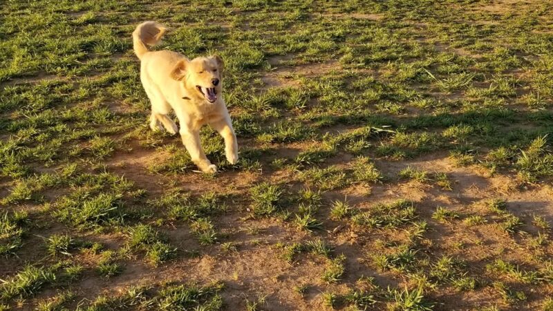 Jamison Dog Park - Winston-Salem, NC